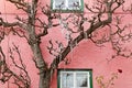 Icicles hanging on a tree in front of a pink house