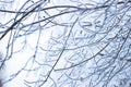 Icicles on the iced over branches of a tree. Royalty Free Stock Photo