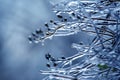 Icicles on icy tree branches. temperature swing season and winter weather in autumn Royalty Free Stock Photo