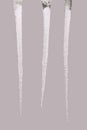 Icicles isolated on a grey Three clipping path Royalty Free Stock Photo