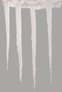 Icicles isolated on a grey background Royalty Free Stock Photo