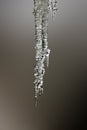 A icicles melting down - isolated to the grey background Royalty Free Stock Photo