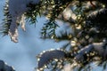 Icicles and melting ice hanging on fir tree in December and January wintertime Royalty Free Stock Photo