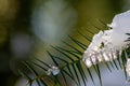 Icicles and melting ice hanging on fir tree in December and January wintertime Royalty Free Stock Photo