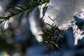 Icicles and melting ice hanging on fir tree in December and January wintertime Royalty Free Stock Photo