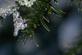 Icicles and melting ice hanging on fir tree in December and January wintertime Royalty Free Stock Photo