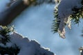 Icicles and melting ice hanging on fir tree in December and January wintertime Royalty Free Stock Photo