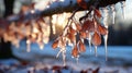 Icicles: Nature\'s Frozen Masterpieces