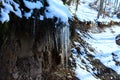 Icicles next to the old forest road on which there is snow. Icicles and snow melt in the winter sun Royalty Free Stock Photo