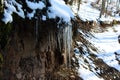 Icicles next to the old forest road on which there is snow. Icicles and snow melt in the winter sun Royalty Free Stock Photo