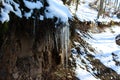 Icicles next to the old forest road on which there is snow. Icicles and snow melt in the winter sun Royalty Free Stock Photo