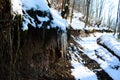 Icicles next to the old forest road on which there is snow. Icicles and snow melt in the winter sun Royalty Free Stock Photo