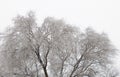 Icicles on an old and huge elm tree - white cloudy sky Royalty Free Stock Photo