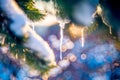 Icicles on pine Royalty Free Stock Photo