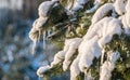 Icicles on pine twigs Royalty Free Stock Photo