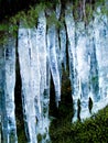 Icicles, plant and moss on cliff outdoor in nature, waterfall and mountain ecology in winter. Frozen ice hanging on Royalty Free Stock Photo