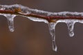 Icicles on Red Twig Royalty Free Stock Photo