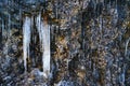 Icicles on the rock. Frozen waterfall in winter