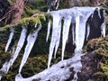 Icicles on rock with moss in closeup view Royalty Free Stock Photo