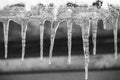 Icicles on roof closeup black and white. Winter weather concept. Froze and ice background. Melting icicles monochrome. Royalty Free Stock Photo