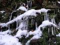 Icicles and snow on cliff with moss Royalty Free Stock Photo