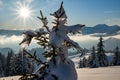 Icicles on a snow-covered fir tree against a blue, cloudless sky