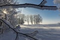 Icicles of snow or frost hanging from branches Royalty Free Stock Photo