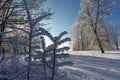 Icicles of snow or frost hanging from branches Royalty Free Stock Photo