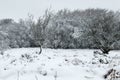 Icicles and stalitites hanging down from the tree branches midwinter Royalty Free Stock Photo