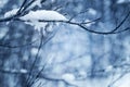 Icicles on tree branch Royalty Free Stock Photo