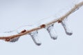 Icicles on Twig Royalty Free Stock Photo