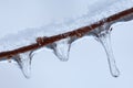 Icicles and Twig Royalty Free Stock Photo