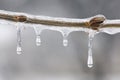 Icicles and Twig Royalty Free Stock Photo