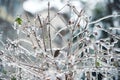 Icicles on twig formed during a freezing rain. Natural freezing rain Royalty Free Stock Photo