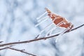 Icicles on twig formed during a freezing rain. Natural freezing rain Royalty Free Stock Photo