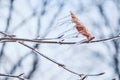 Icicles on twig formed during a freezing rain. Natural freezing rain Royalty Free Stock Photo