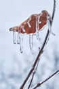 Icicles on twig formed during a freezing rain. Natural freezing rain Royalty Free Stock Photo