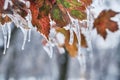 Icicles on twig formed during a freezing rain. Natural freezing rain Royalty Free Stock Photo
