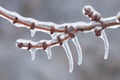 Icicles on Twig Royalty Free Stock Photo