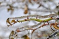 Icicles on twig after freezing rain Royalty Free Stock Photo