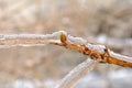 Icicles on twig after freezing rain Royalty Free Stock Photo