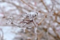 Icicles on twig after freezing rain Royalty Free Stock Photo