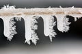 Icicles on Twig with Hoarfrost Royalty Free Stock Photo