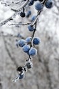 Icing covered fruit of on naked branch of blackthorn shrub, also called sloe, latin name Prunus Spinosa. Royalty Free Stock Photo