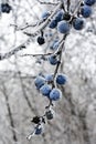 Icing covered fruit of on naked branch of blackthorn shrub, also called sloe, latin name Prunus Spinosa. Royalty Free Stock Photo