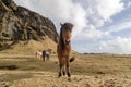 Icland horse with a mountain in the background Royalty Free Stock Photo