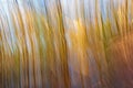 ICM golden flowing trees and blue sky