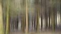 A young beech forest in ICM Intentional Camera Movement