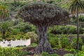 Icod de los Vinos, Spain, 01/20/2015 - the alleged 1000 year old dragon tree