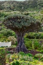 Icod de los Vinos, Spain, 01/20/2015 - the alleged 1000 year old dragon tree